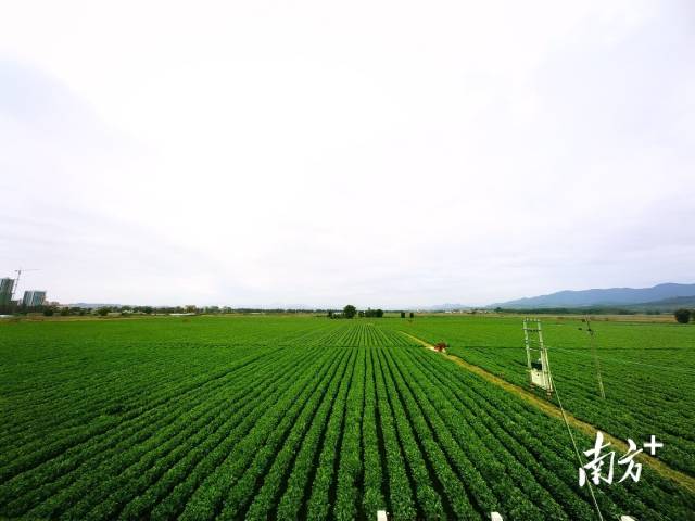 始兴县城南镇“菜篮子”基地绿意盎然。